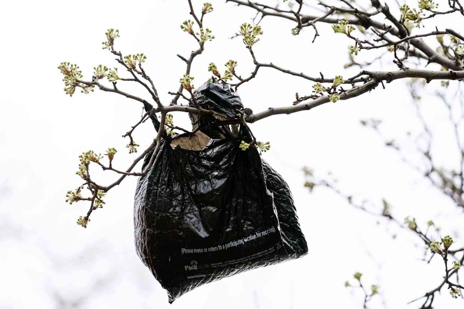 The Plastic Bag Ban Isn’t Just a Law