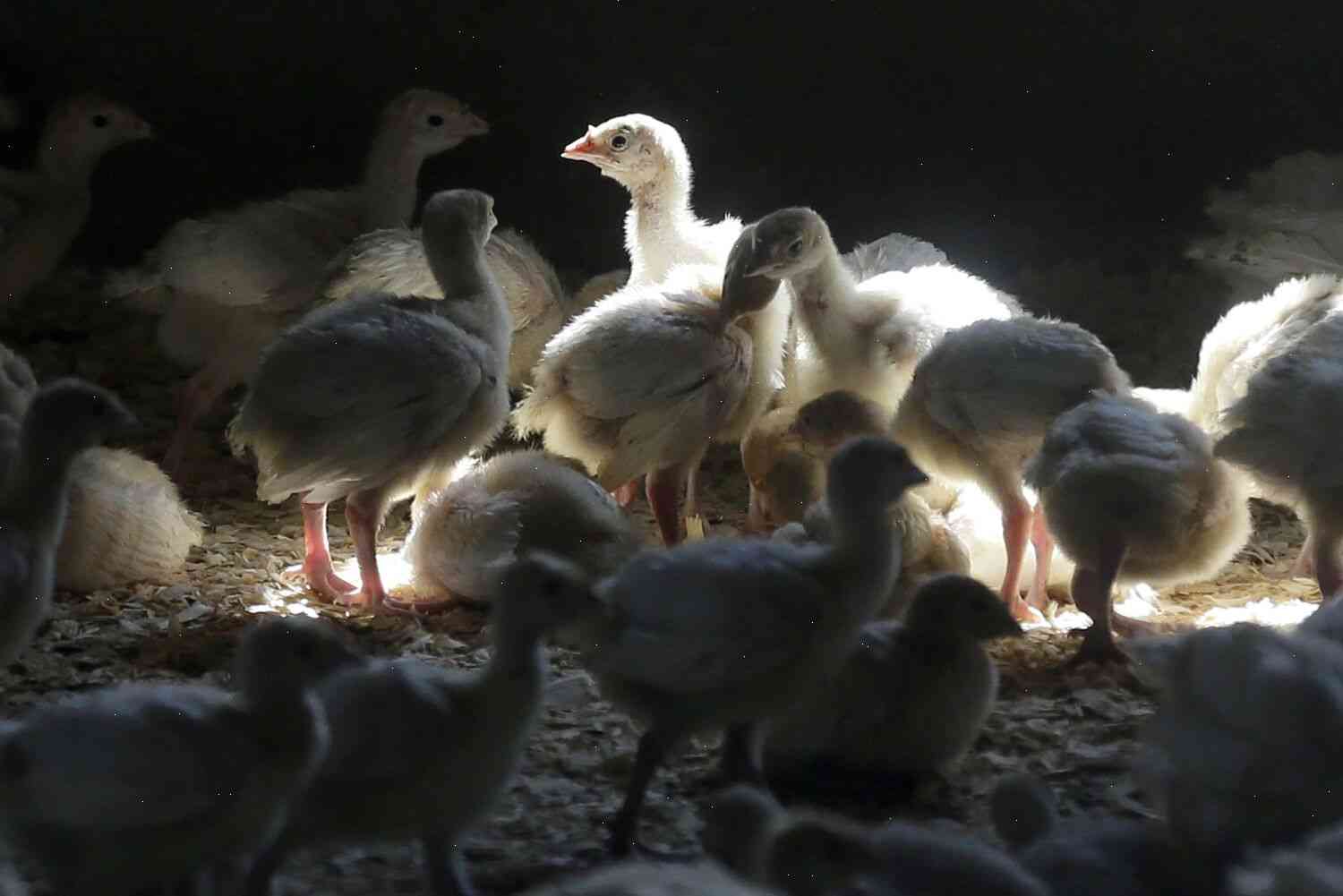 Los Angeles Zoo is investigating a wild bird case that sickened at least six ducks
